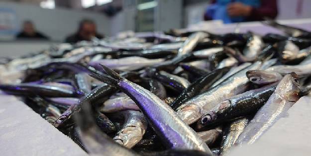 Festivalde 15 ton hamsi dağıtıldı