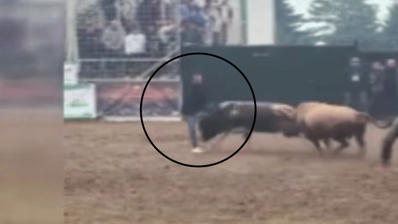 Festivalde feci olay: Boğa bakıcısını boynuzla yere serdi!