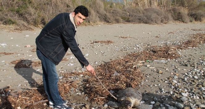 Fethiye sahiline ölü caretta vurdu
