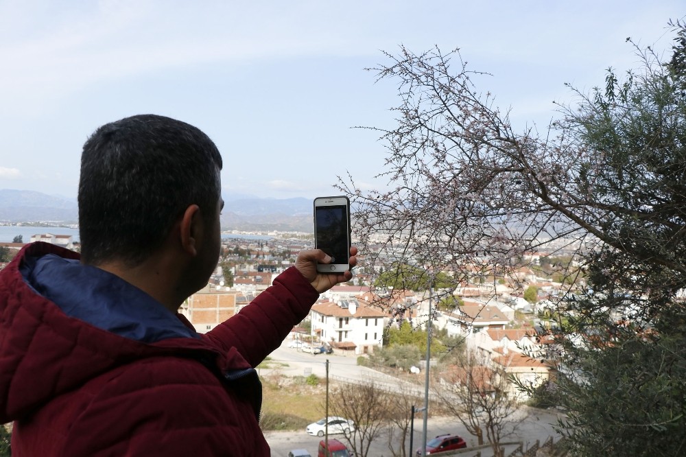 Fethiye’de bademler çiçek açtı 
