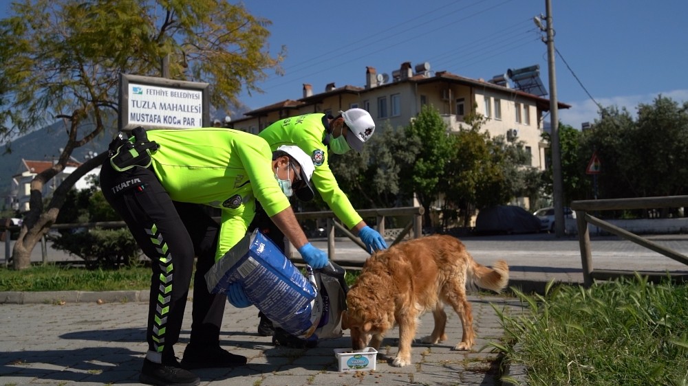 Fethiye’de polis, sokak hayvanlarına mama bıraktı 