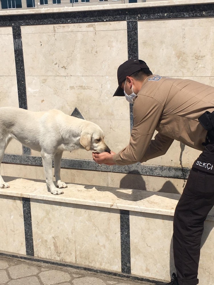 Fethiye’de susuz kalan köpeğin yardımına bekçiler koştu 