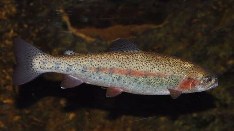 Fethiye'deki alabalıklar icradan satılıyor