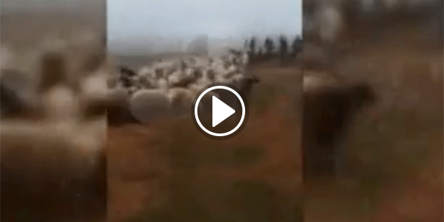 FETÖ sınırı teröristlere böyle açtı!