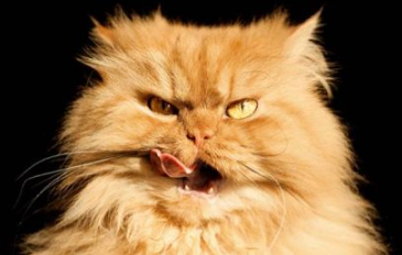 Fetö’den ‘Ölü kedi stratejisi’