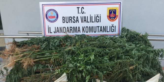 Ormana uyuşturucu ektiler