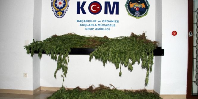 490 kök Hint keneviri ele geçirildi