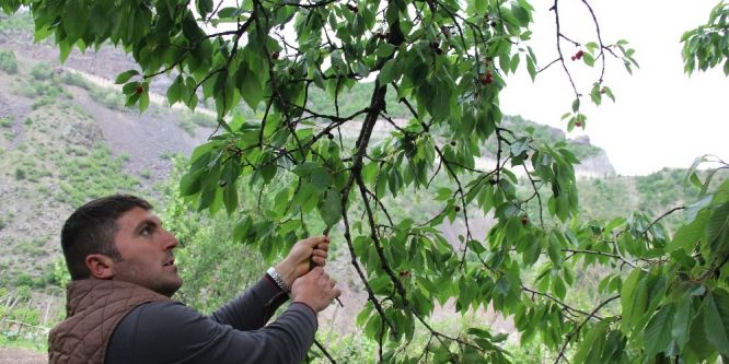 Artvin’de kiraz hasadı başladı