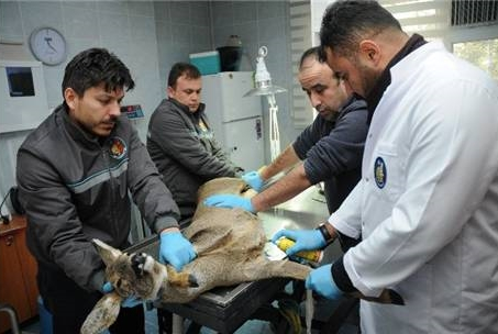 Başkan Külcü yaralı karacayı doğaya saldı