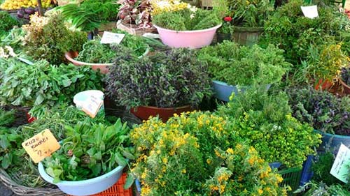 Ege otları şifa deposu