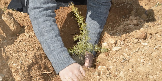 Fidanlar Dost El'yle dikildi
