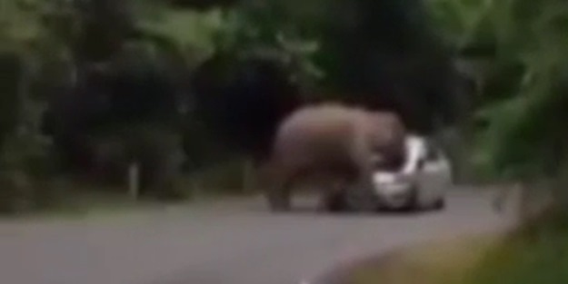 Fil otomobili perte çıkardı -VİDEO