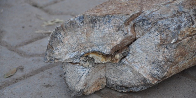 Fil dişi fosili bulundu