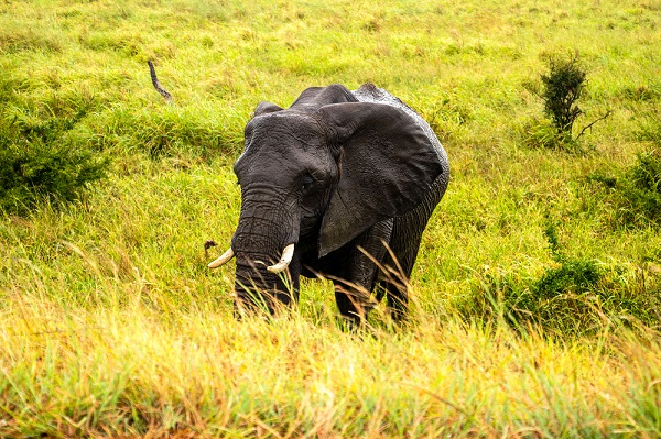 Fil nüfusu arttı ekosistem tehlike altında