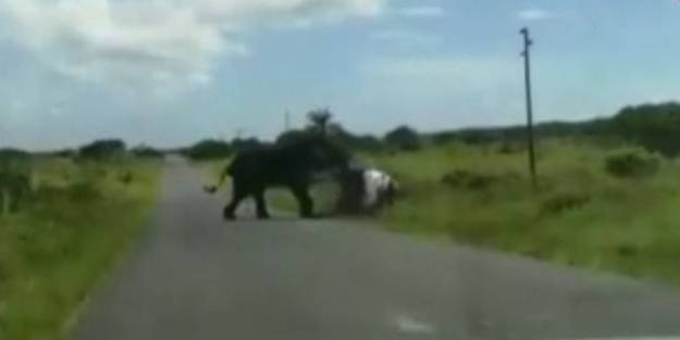 Fil önüne çıkan araca saldırdı! Aile ölümle burun buruna geldi