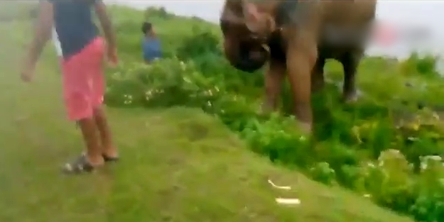 Fil, sarhoş genci böyle ezdi/VİDEO