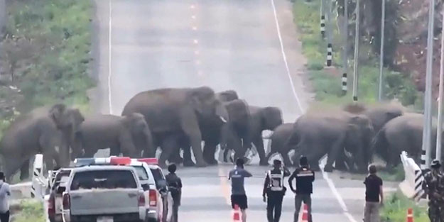Fil sürüsü kent merkezini bastı! Halk panikledi