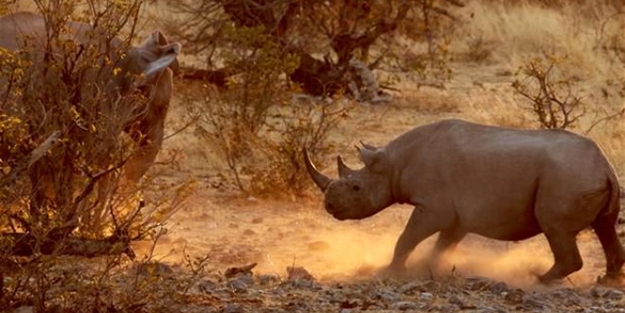 Fil ve gergedanın nefes kesen mücadelesi