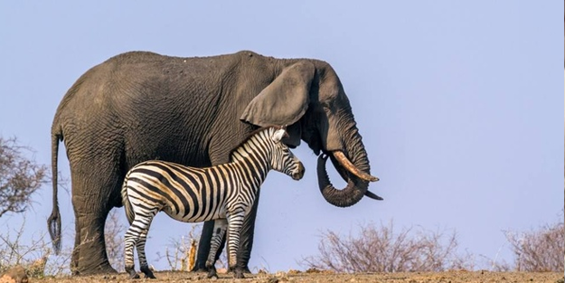 Fil ve zebraları avlayarak etlerini dağıtacaklar!