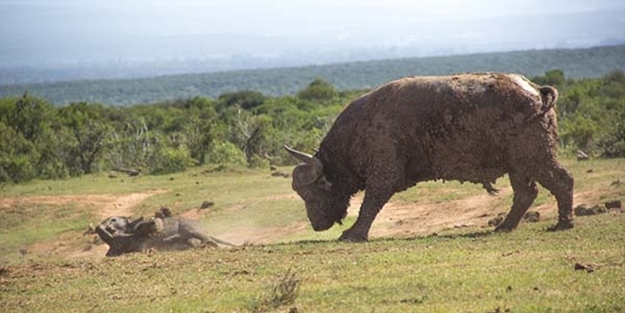 Fil yavrusu bufaloya kafa tutunca...