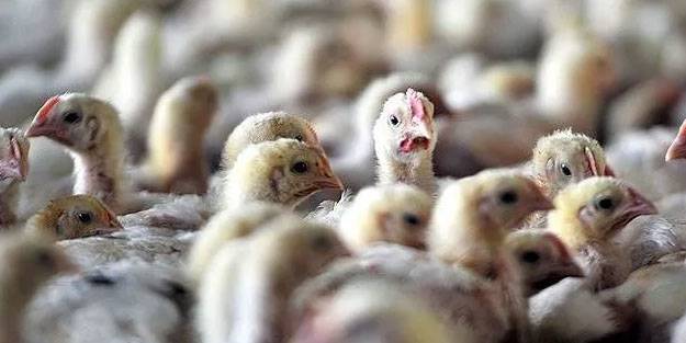 Fildişi Sahili'nde kuş gribi alarmı