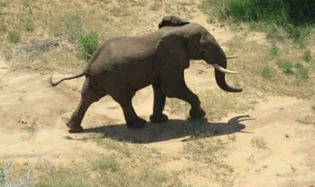 Filin esrarengiz Somali yolculuğu