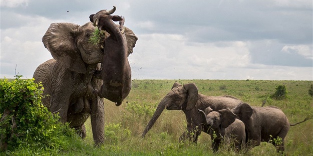 Filin gazabı! - FOTO