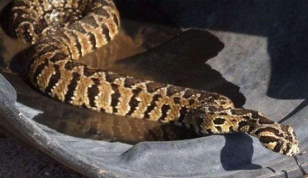 Filistin topraklarını işgal eden İsrail şimdi de Filistin'in yılanını 'çaldı'