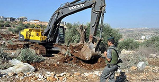 Filistin tarım arazilerini talan ettiler