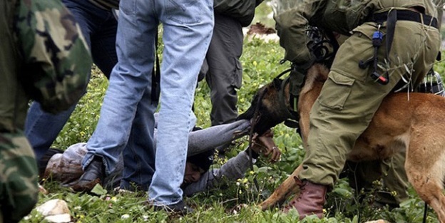 Filistinli gence köpekli işkenceye soruşturma