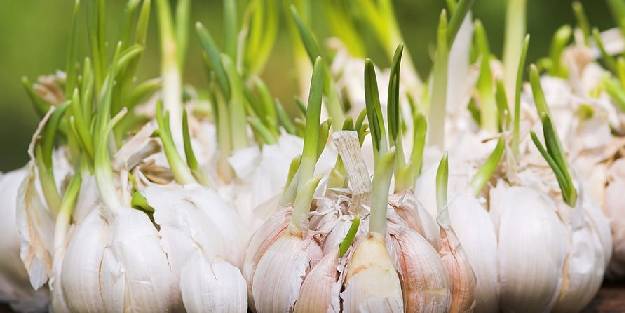  Filizlenen sarımsak yenir mi, faydalı mıdır?