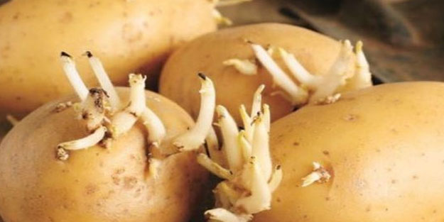 Filizlenmiş patates yenir mi?