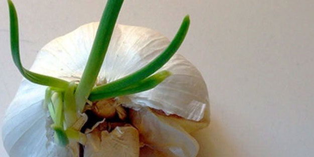 Filizlenmiş sarımsak kullanılır mı? Çimlenmiş sarımsak nasıl ekilir?