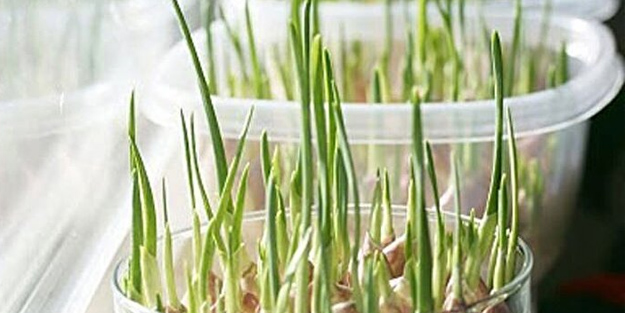 Filizlenmiş sarımsakları sakın çöpe atmayın: Sayısız fayda fışkırtan inanılmaz detay! Hiç kimsenin bilmediği gerçek