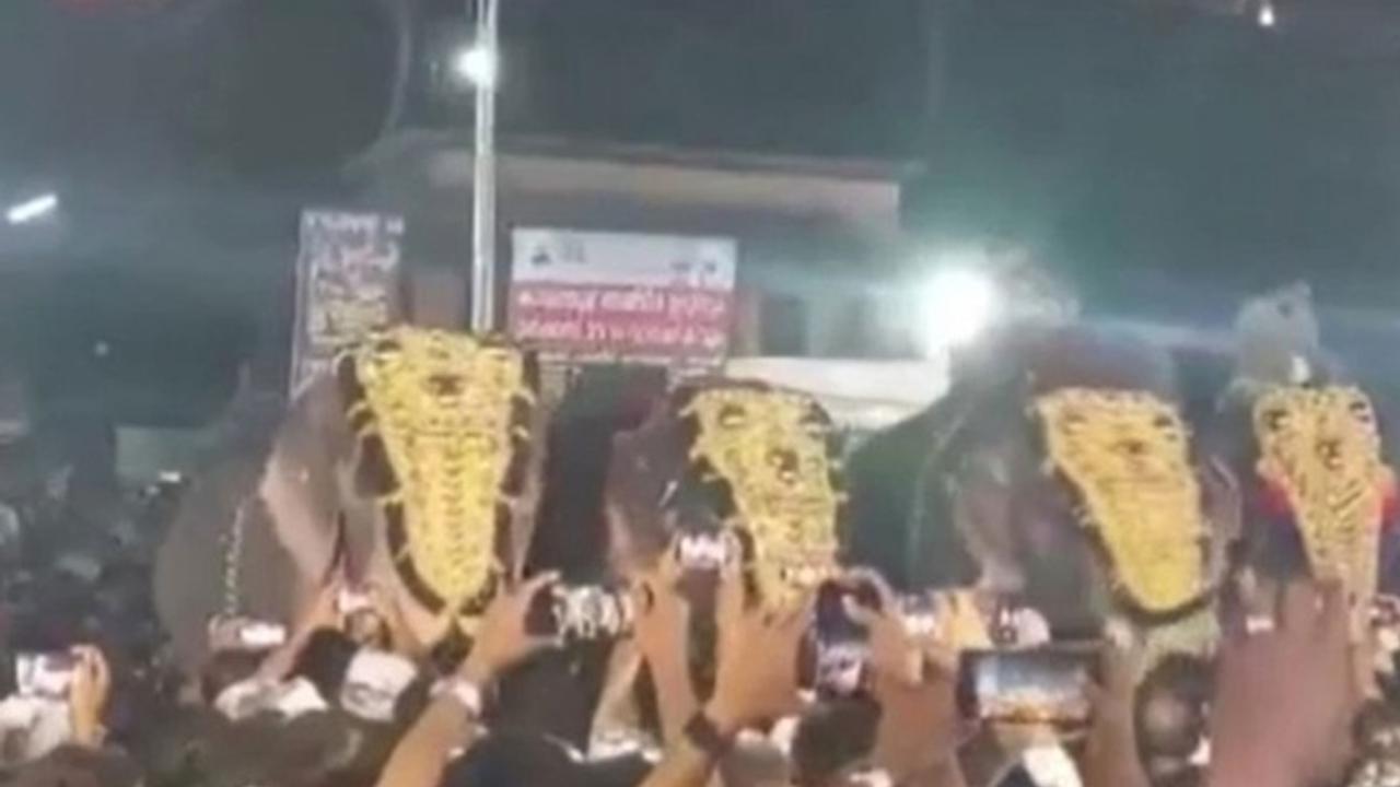 Filler ineğe tapan Hindisanlıları ezdi