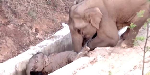 Fillerin dayanışması! Kanala düşen fili başka bir fil kurtardı
