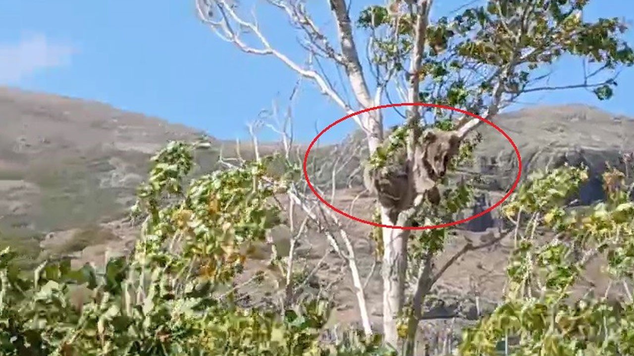 Film sahnelerini aratmadı! İşte yaramaz ayıyı kurtarma operasyonu