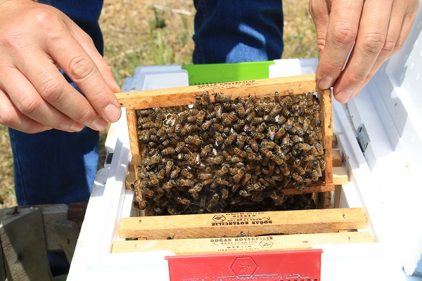 Finans uzmanıydı şimdi arıcı oldu
