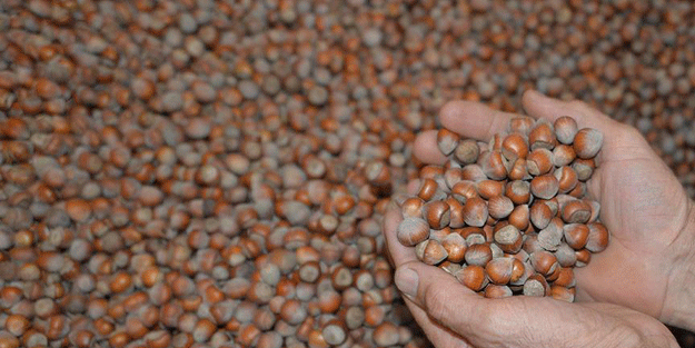 Fındığı istediği fiyata satamadı, bakın hangi yönteme başvurdu