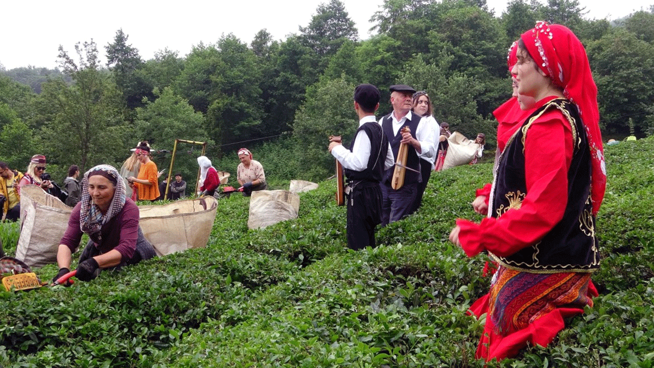 Fındığın başkentinde horonlu çay hasadı! Renkli anlar kamerada