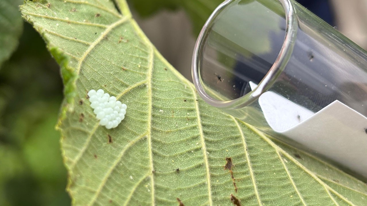 Fındığın yeni koruyucusu doğaya salındı!