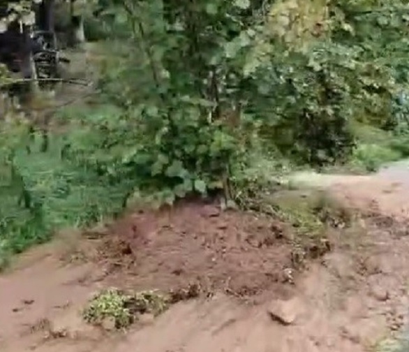 Fındık ağacını görenler şoke etti! Yoldan kayıp gitti