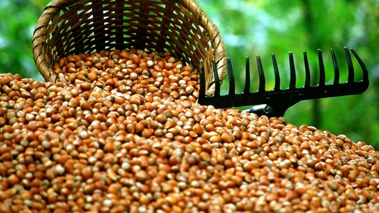 Fındık alım fiyatı: kilosu 200, Levant kalite 195 TL oldu!