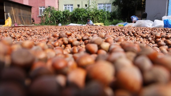 Fındık alımı 12 Ağustos’ta başlayacak