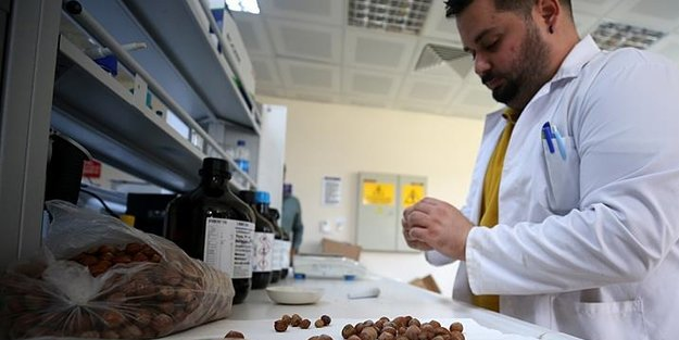 Fındık atıklarıyla gelen mucize! Kanser hastaları için umut ışığı