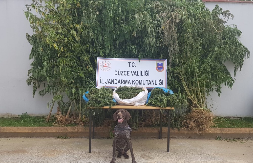 Fındık bahçesinde 8 kilogram esrar ile 58 kök kenevir ele geçirildi 