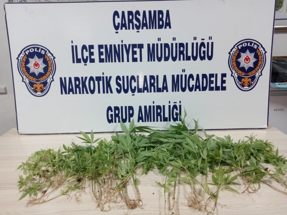 Fındık bahçesinde kenevir operasyonu 