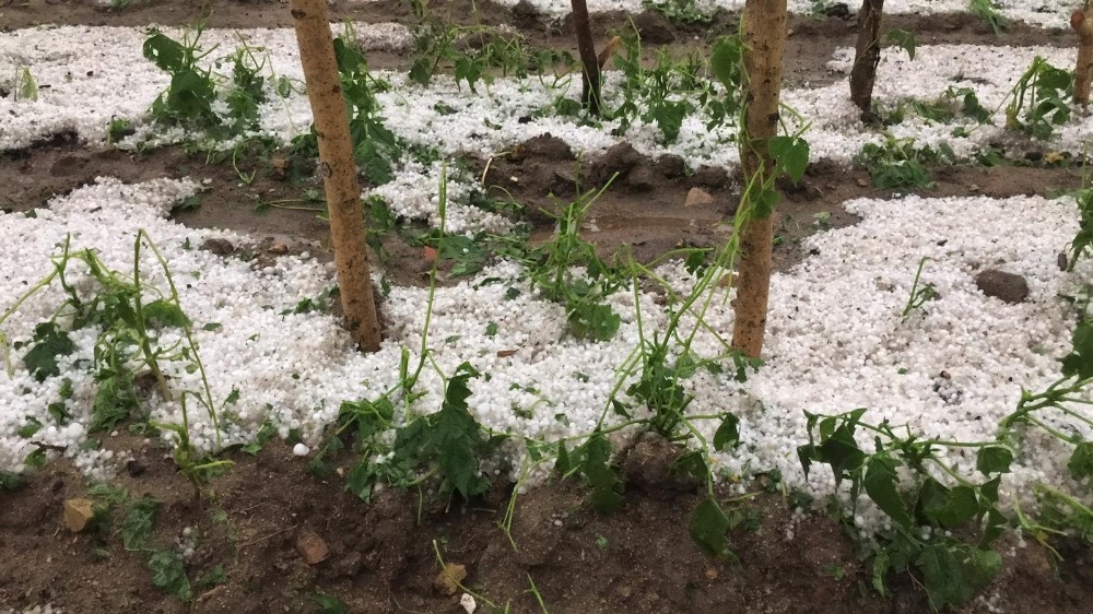 Fındık büyüklüğünde yağan dolu tarım alanlarına zarar verdi 