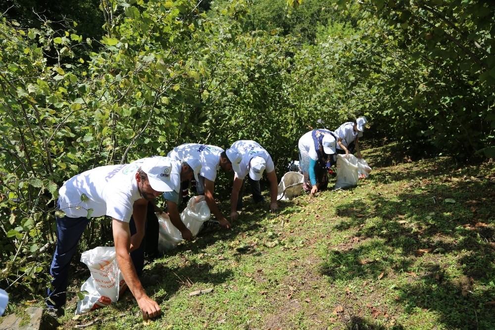 Fındık dalda kalmayacak 
