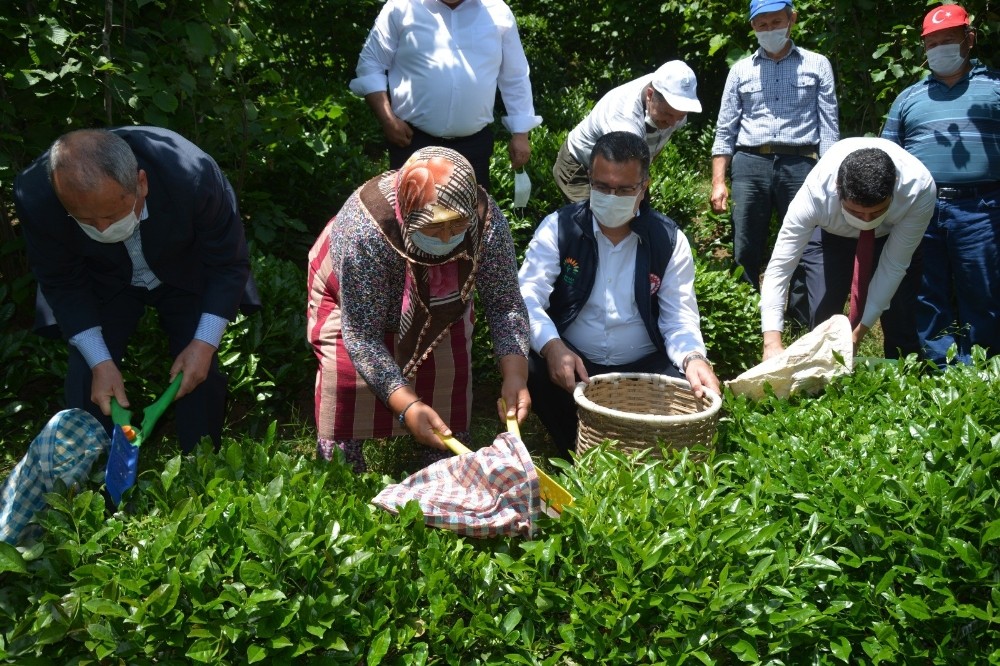 Fındık diyarı Ordu’da ’çay’ hasadı 